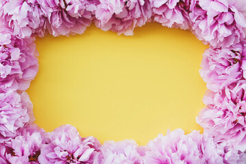 Beautiful fresh purple pink peony flowers in full bloom on trendy yellow background, from above. Copy space for text.