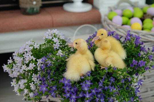 Three yellow ducklings are sitting in a basket with flowers, next to a basket with colored eggs painted for Easter. Holy Easter. Ducklings  with eggs