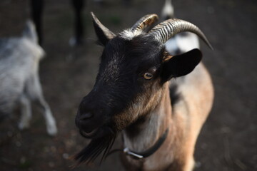 portrait of a goat