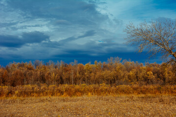 forest, autumn, forest thicket, nature, Russia, the world, recreation, tree, sky
