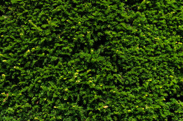 Green coniferous background