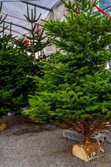 Decorative natural Christmas trees for sale. France