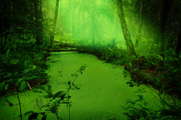 Green swamp in dark forest. Sunlight on blurry background. Trees, logs, foliage