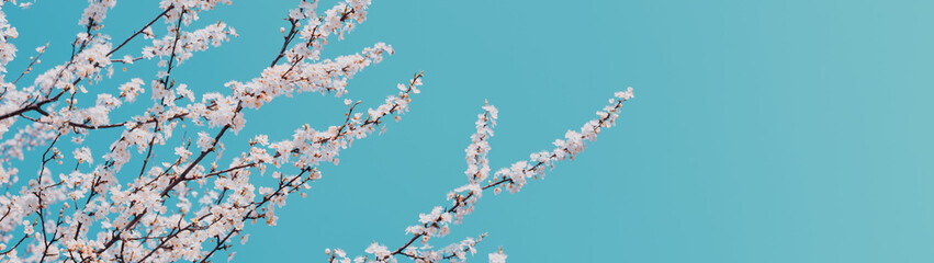 Blossoming tree branches springtime background web banner