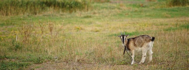 Horned goat grazes in autumn meadow