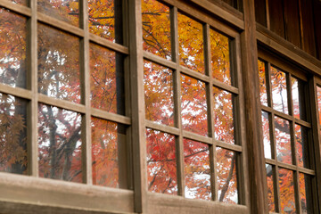 11月の紅葉　千葉県松戸市　日本