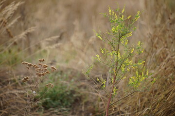 Wild yellow flowers grow in autumn field with dry grasses