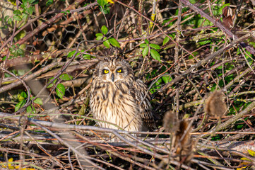 Short-eared owl, asio flammeus, roost in winter trees, Waltham Abbey, Essex, UK
