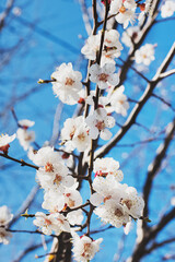 Blooming tree brunches on the background of blue sky.