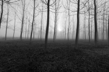 Natural Park of the Sile River