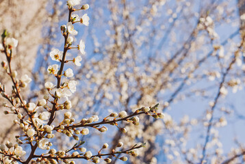 Blooming tree brunches on the background of blue sky.