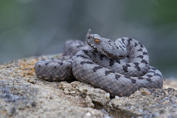 Transcaucasian horned-nosed viper  (Vipera transcaucasiana), venomous snake endemic to Trancasucasia and some parts of Turkey.