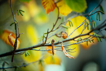 autumn, walnut, hazelnut, green, yellow, wood