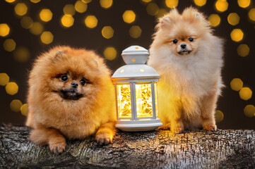 two pomeranian spitz dogs posing with a lantern outdoors for Christmas, close up portrait