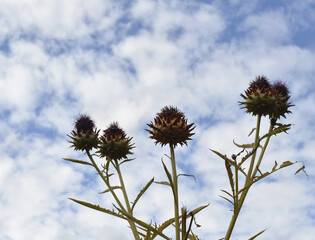 Thistles on the Sky