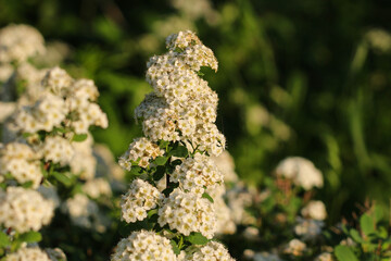 White spring flowers against a blurred green background. Beautiful spring, summer nature. Blurred space for your text.