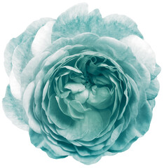 Obraz premium rose flower turquoise. isolated on a white background. No shadows with clipping path. Close-up. Nature.