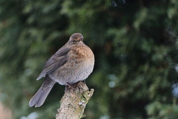Amselweibchen im Winter