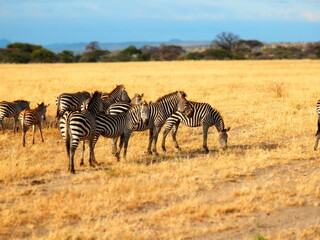 Fototapeta na wymiar Safari Afrika - Löwe / Zebra / Leopard / Straus / Knu