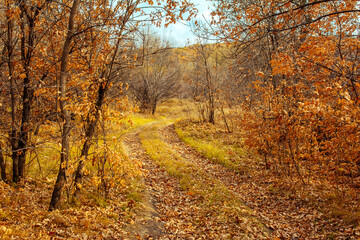 Fototapeta premium forest, autumn, forest thicket, nature, Russia, the world, recreation, sky