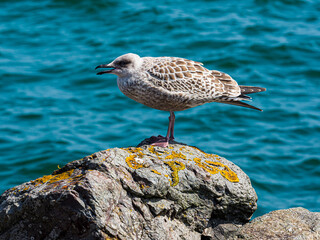 goéland au port de Saint Vaast-la-Hougue en France