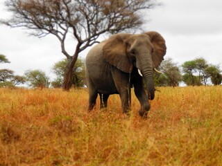 Fototapeta premium Safari Afrika - Löwe / Zebra / Leopard / Straus / Knu