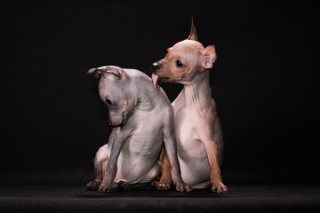 The puppy licks a muzzle to other puppy