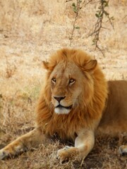 Fototapeta na wymiar Safari Afrika - Löwe / Zebra / Leopard / Straus / Knu