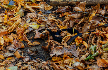 forest, nature, Russia, the world, recreation, oaks, autumn, snake, danger