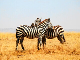Obraz na płótnie Canvas Safari Afrika - Löwe / Zebra / Leopard / Straus / Knu