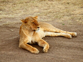 Safari Afrika - Löwe / Zebra / Leopard / Straus / Knu