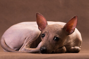 Sad nonhairy  the doggie lies