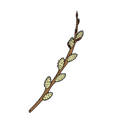 Willow. Blooming willow is brown, yellow, gray. Green leaves and branches of blossoming willow. Vector illustration. Hand drawing.