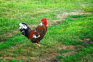 A beautiful rooster walks on a green lawn on a summer day. Village scene