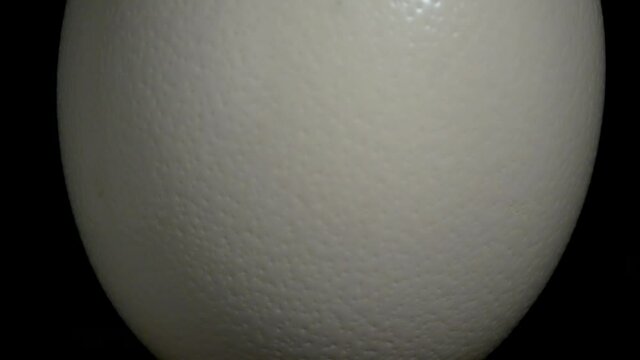 Ostrich egg on a black background .agricultural products