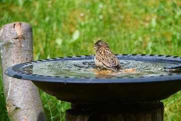 Junger Haussperling an einer Vogeltränke