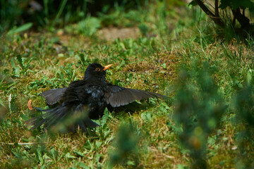 Amsel beim Sonnenbad