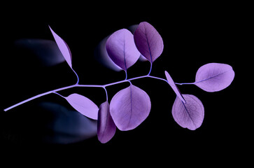Eucalyptus twig with purple neon leaves close up on black background. Minimal botanical backdrop with branch of plant. Exotic floral branch in magenta blue fluorescent colors illumination