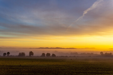 Fototapeta na wymiar Sunrise with fog in a field with carob trees