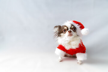 Chihuahua dog wearing a red christmas santa costume and looks at camera.