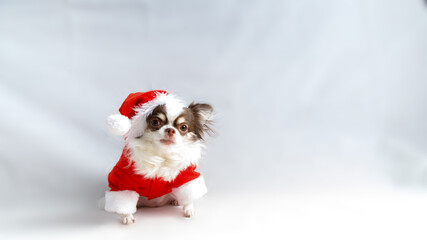 Chihuahua dog wearing a red christmas santa costume and looks at camera.
