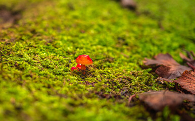 This mushroom is only 1 centimeter tall. He was found in the middle of a forest road.
