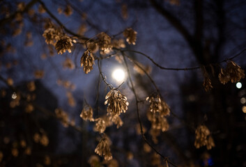 magic of night city park after falling snow in low light