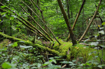 Old moss wrapped old tree lying In deciduous stand. Broken tree trunk on the ground. Fallen tree in forest. Space for text.