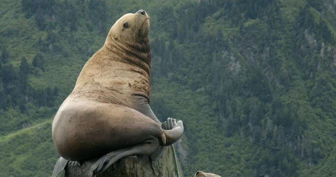 Sealion raising his head to the sky -close up