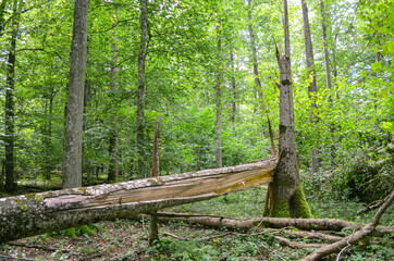 Broken tree trunk on the ground. Fallen tree in forest. Space for text.