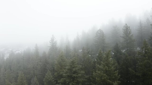 Aerial drone through the trees in the fog on Tubbs Hill in Coeur d'Alene Idaho