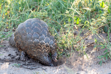 Temminck's Pangolin, Kruger National Park