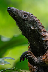 Black-bellied Pangolin, Central African Republic