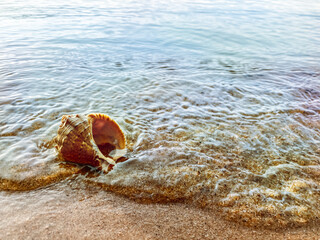 Closeup sand with sea shells. Conch shells at the beach, selective focus. Coast background